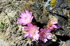 TBW-Rock-4041